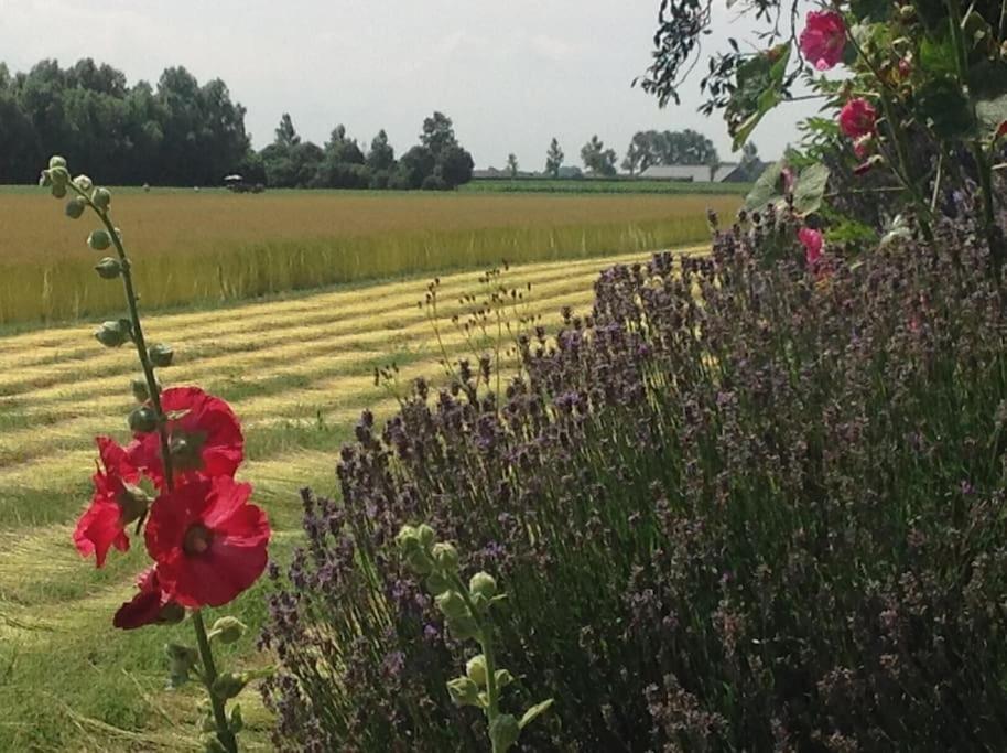 Dijkhuisje Zeeland Waterlandkerkje Buitenkant foto